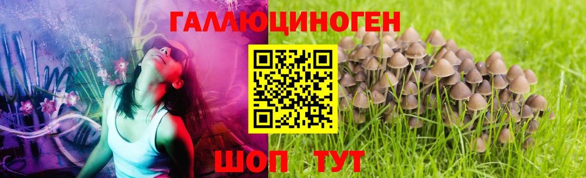 Псилоцибиновые грибы Psilocybine cubensis  сколько стоит  Чернушка  Вход с VPN 